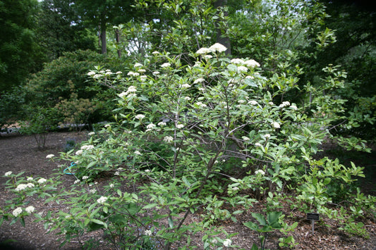 Naked Witherod Possum-haw Viburnum Possumhaw Smooth Withe Rod Wild Raisin (Viburnum nudum)