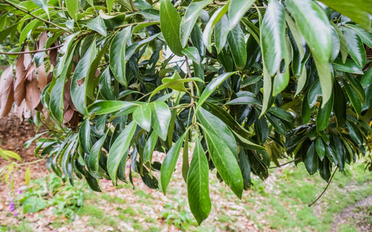 Japanese Stone Oak (Lithocarpus edulis)