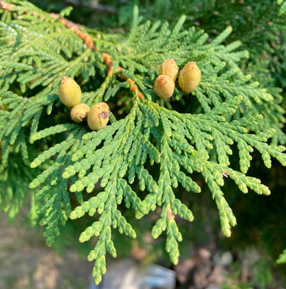 American Arborvitae, White Cedar (Thuja occidentalis)