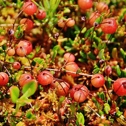 Bog Small Cranberry (Vaccinium oxycoccos)