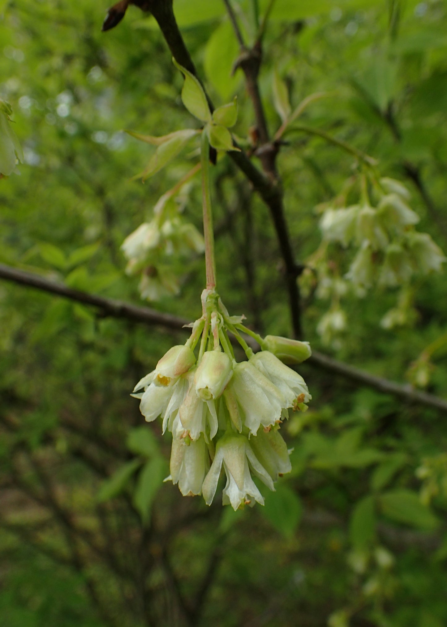 American Bladdernut Bladdernut (Staphylea trifolia)