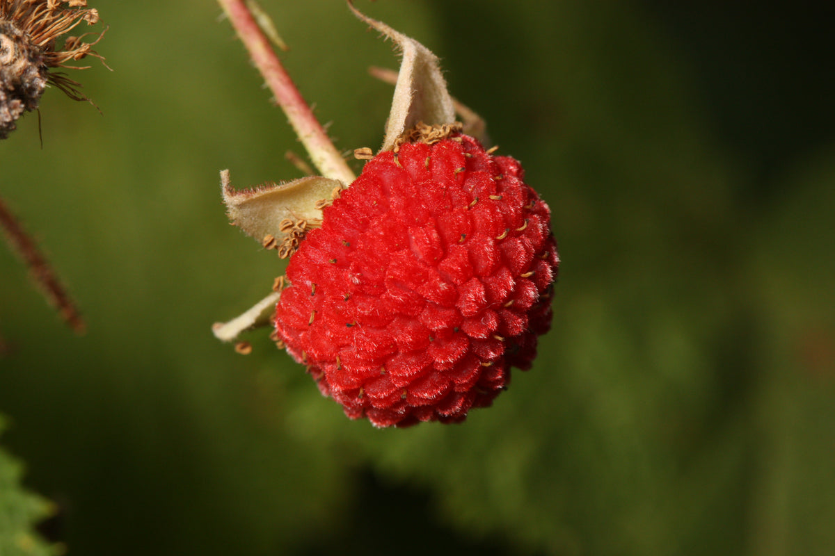 Thimbleberry Roots Thimbleberry (Rubus parviflorus) – Sejahtera Seeds and Bulbs
