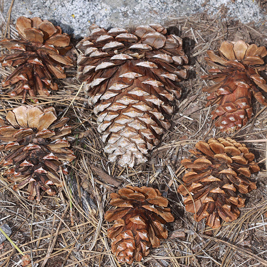 Washoe Pine (Pinus washoensis)