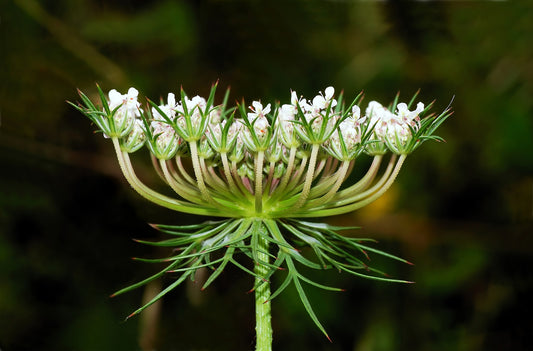 Queen Annes Lace Queen Carrot (Daucus carota seeds with burrs attached)