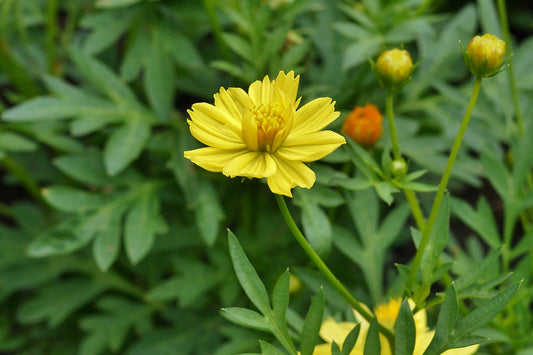 Sulphur Cosmos (Cosmos sulphureus)