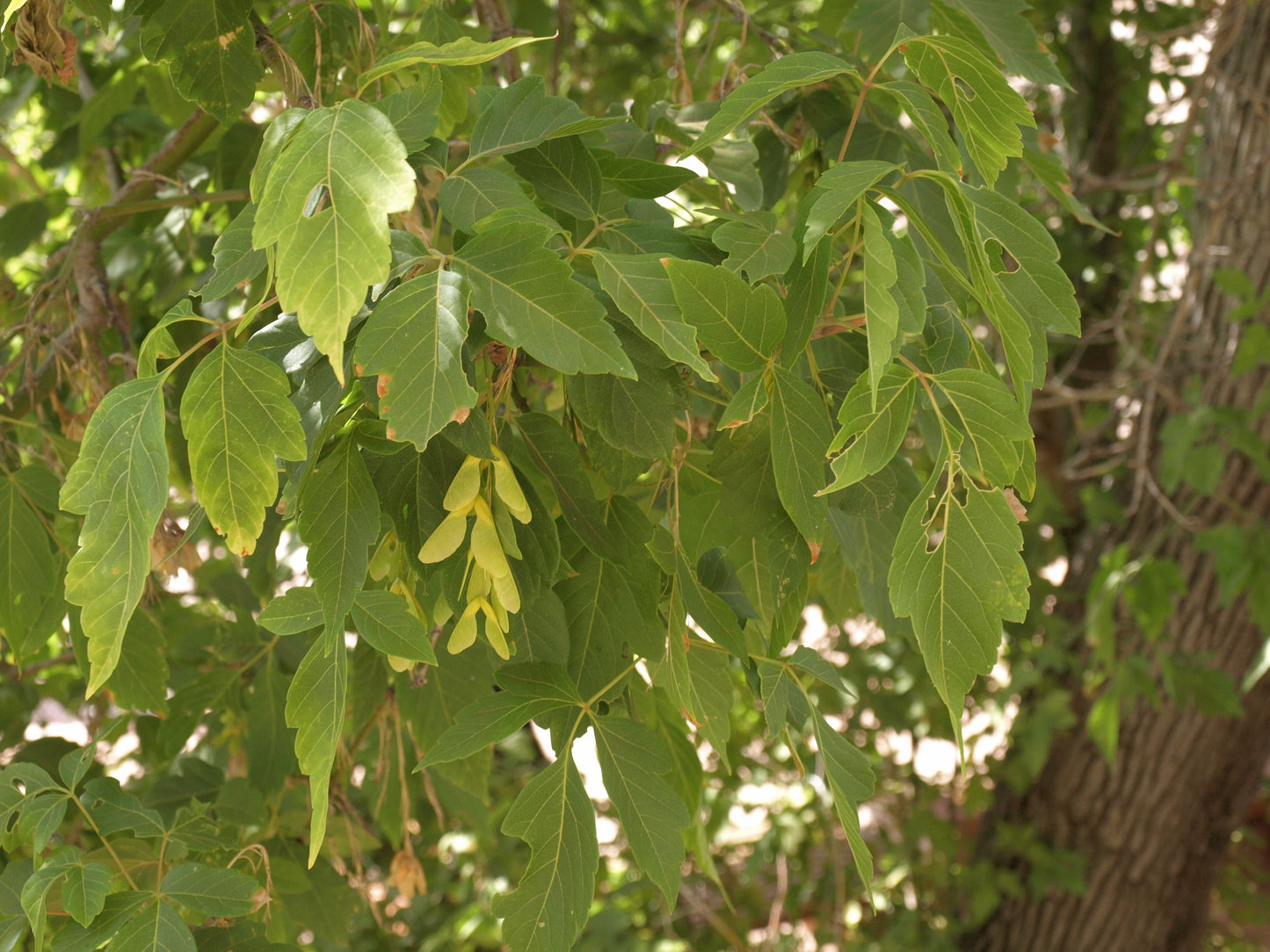 Ash-leaved Maple Ashleaf Box Elder Boxelder Manitoba (Acer negundo)