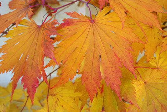 Oisami Maple (Acer japonicum 'Oisami' dry seed)