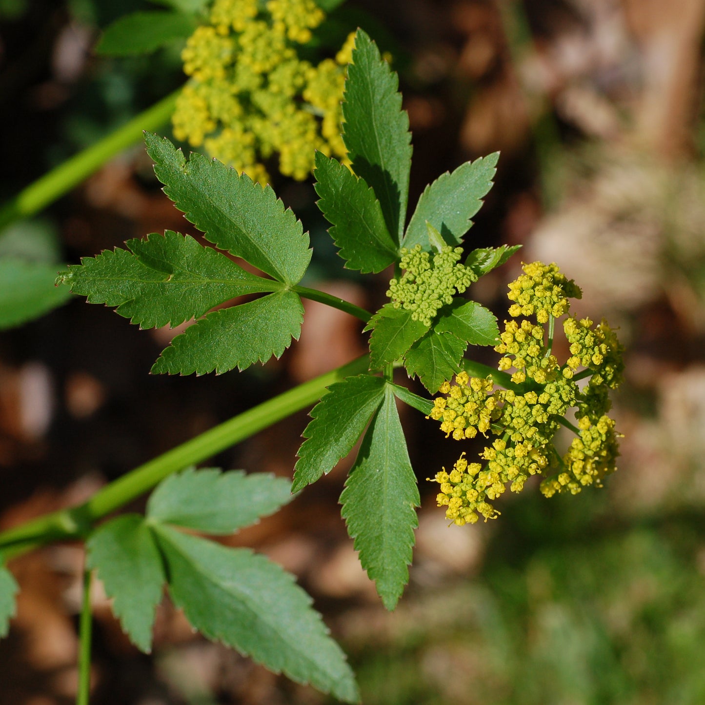 Golden Alexanders Zizia Parsnip (Zizia aurea)