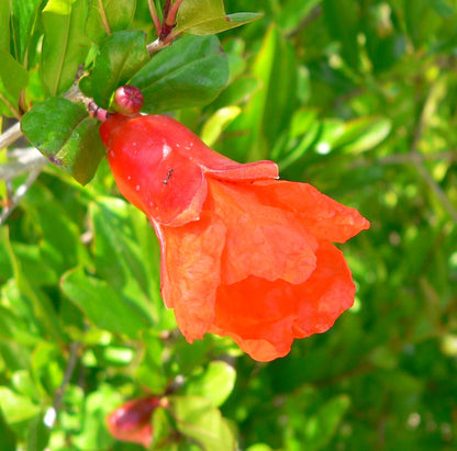 Dwarf Pomegranate (Punica granatum 'Nana')
