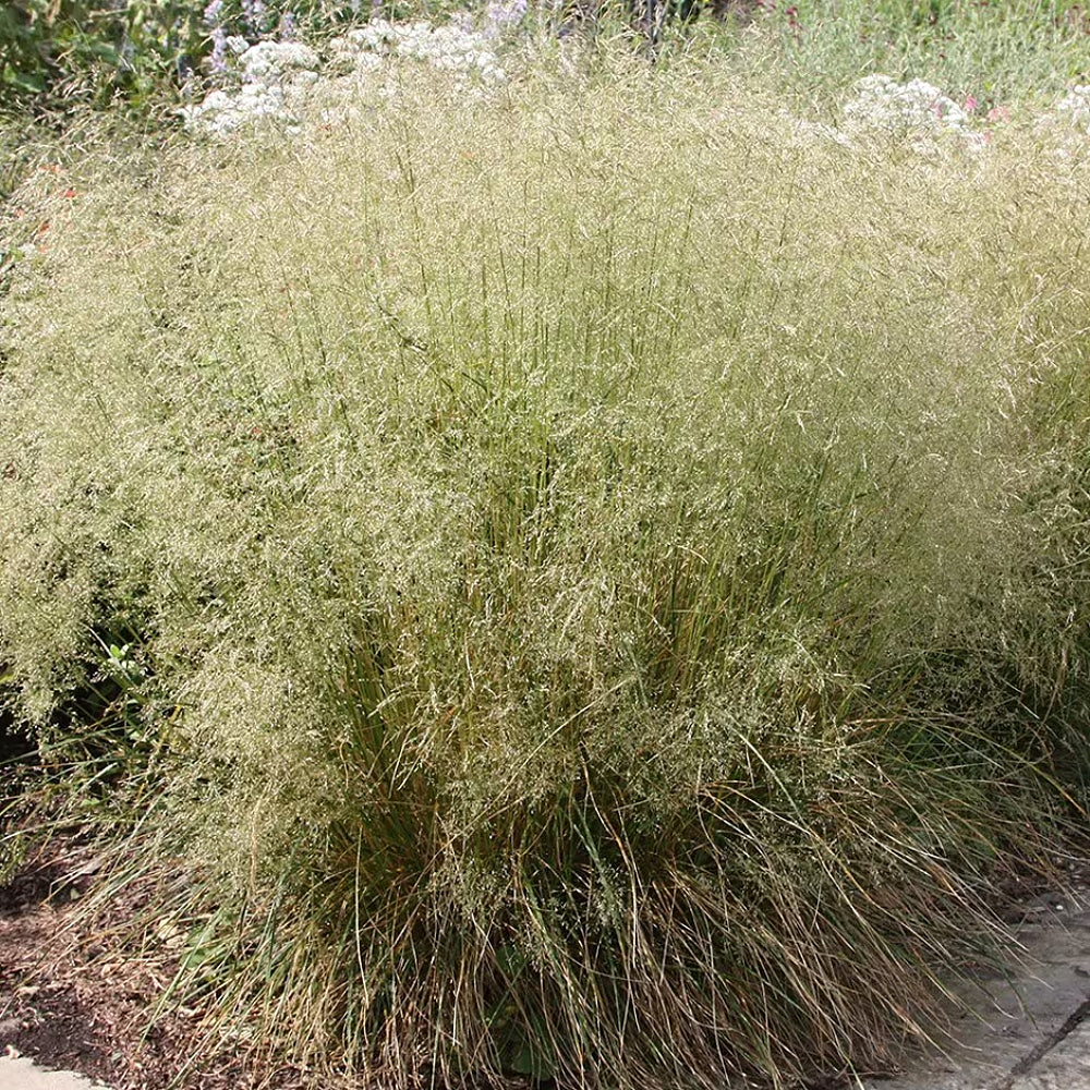 Tufted Hairgrass (Deschampsia cespitosa)