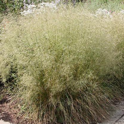 Tufted Hairgrass (Deschampsia cespitosa)