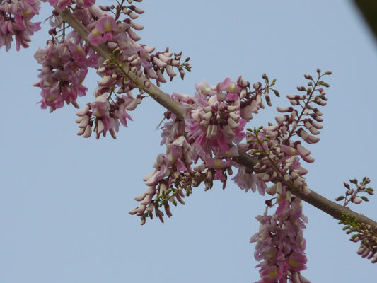 Mexican Redbud (Cercis canadensis var. mexicana)