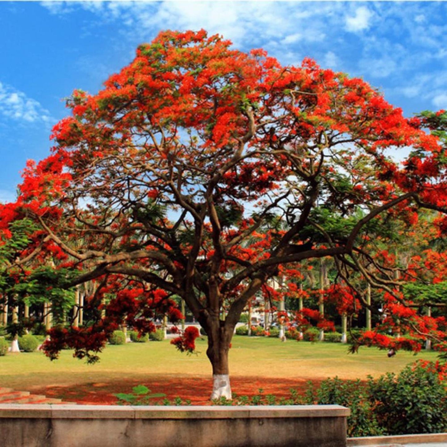 Flamboyant, Flame Tree, Royal Poinciana (Delonix regia)