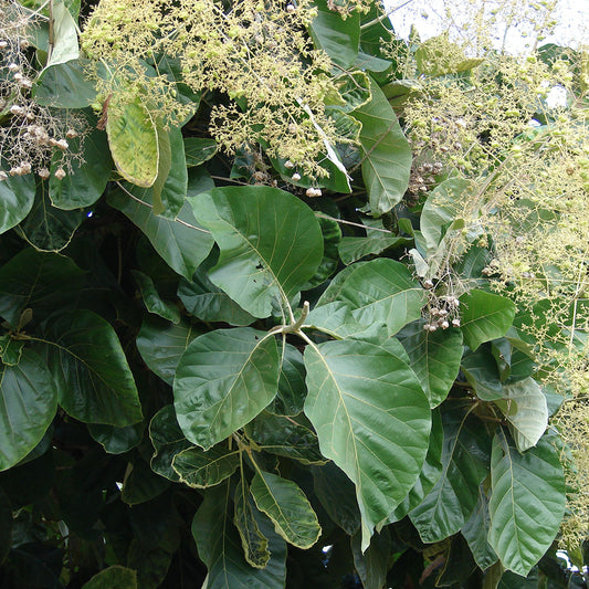 Burma Teak Teak (Tectona grandis)