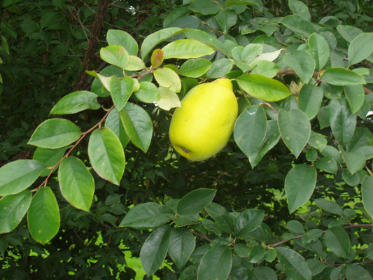 Chinese Quince, Karin, Mogwa, Mugua (Chaenomeles sinensis)