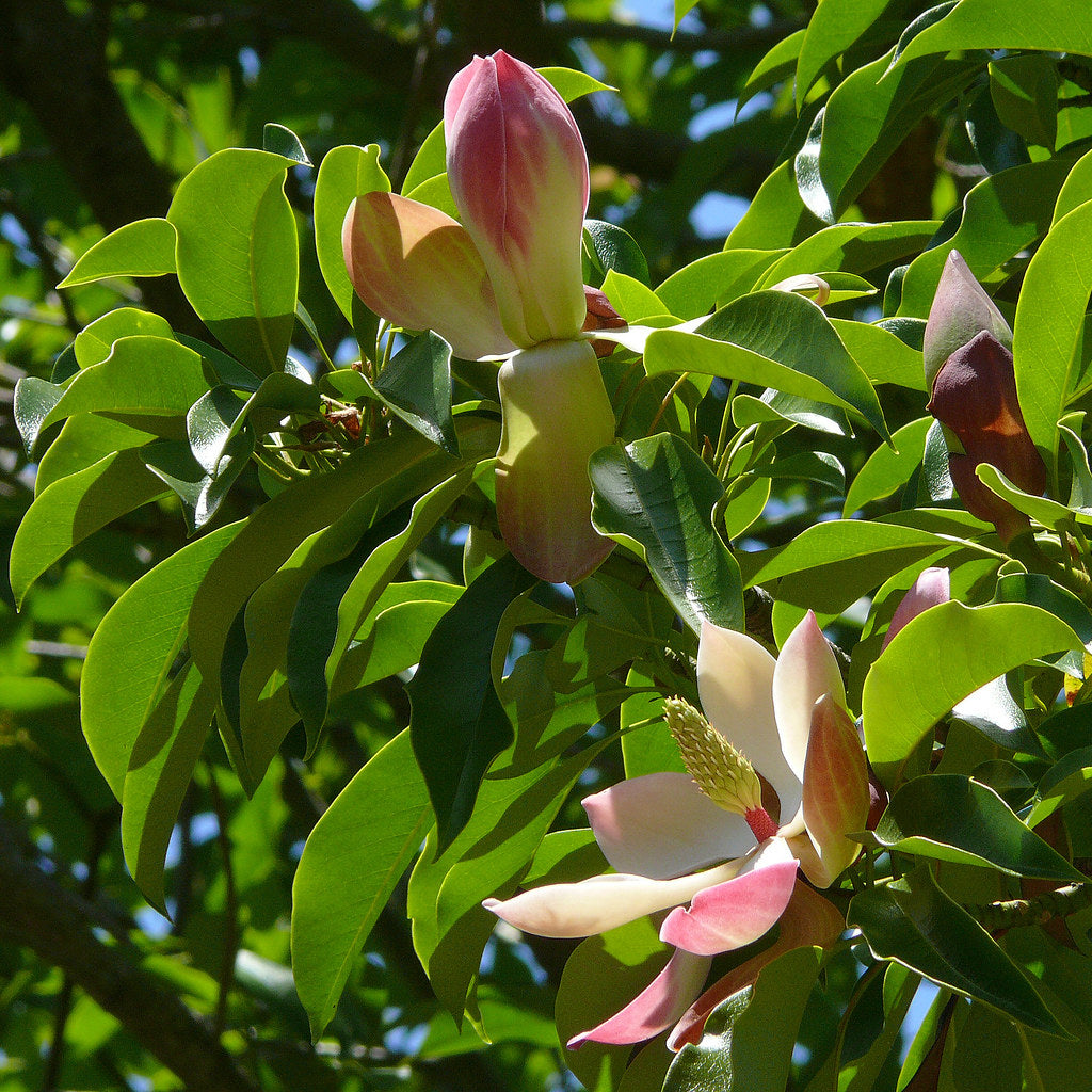 Red Lotus Tree (Magnolia insignis)