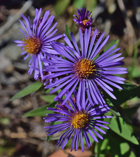 New England Aster (Symphyotrichum nova-angliae)