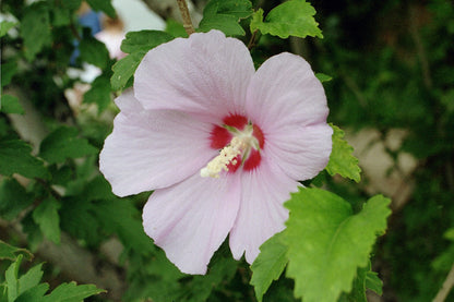 Rose Of Althea Sharon (Hibiscus syriacus)