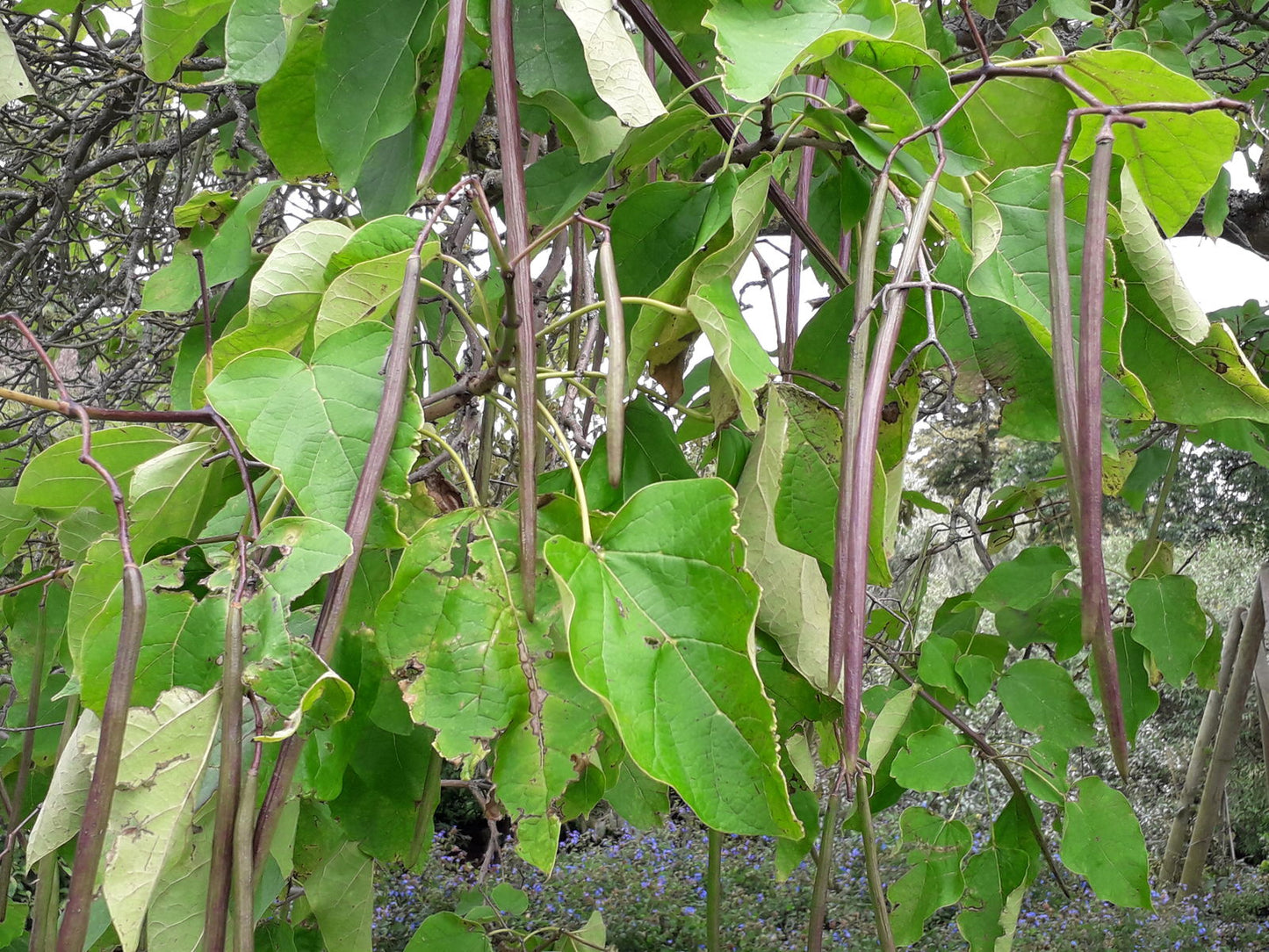 Southern Catalpa (Catalpa bignonioides)