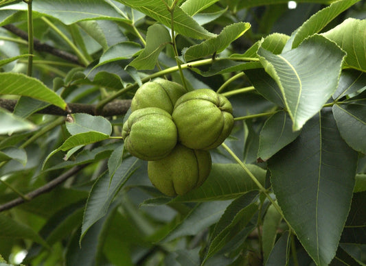 Shagbark Hickory (Carya ovata Northern)