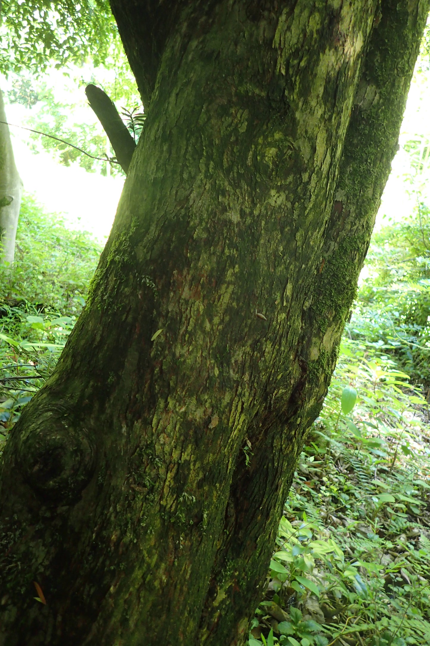 Mair Yew (Taxus wallichiana var. mairei)