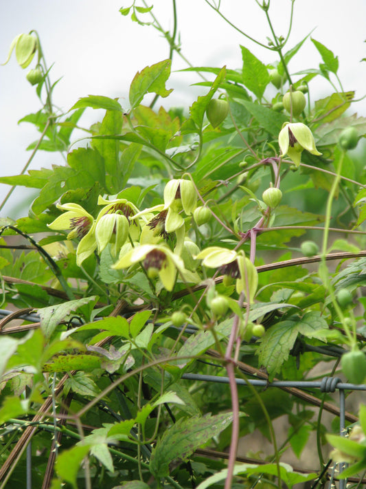 Korean Clematis Yellow Clematis (Clematis serratifolia)