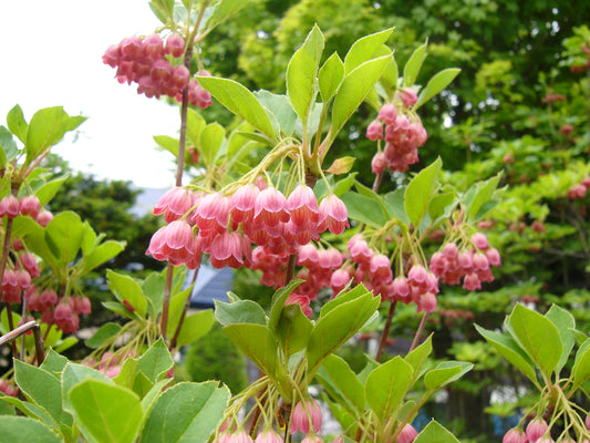 Red-veined Enkianthus (Enkianthus campanulatus)