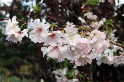 Higan Cherry Rosebud Spring Winter Flowering Cherry (Prunus subhirtella)