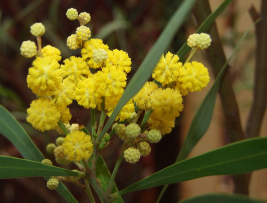 Silver Wattle Swamp Water Wattle (Acacia retinodes)