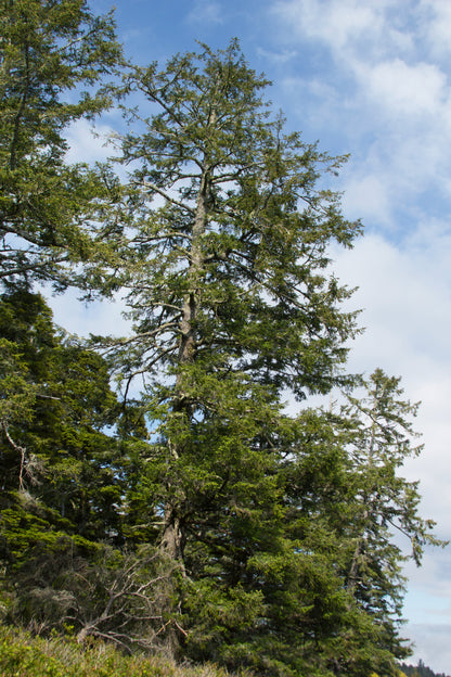 Sitka Spruce (Picea sitchensis)