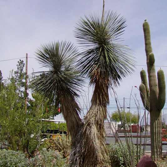 Palmella Soap Tree Soaptree Yucca Soapweed (Yucca elata)