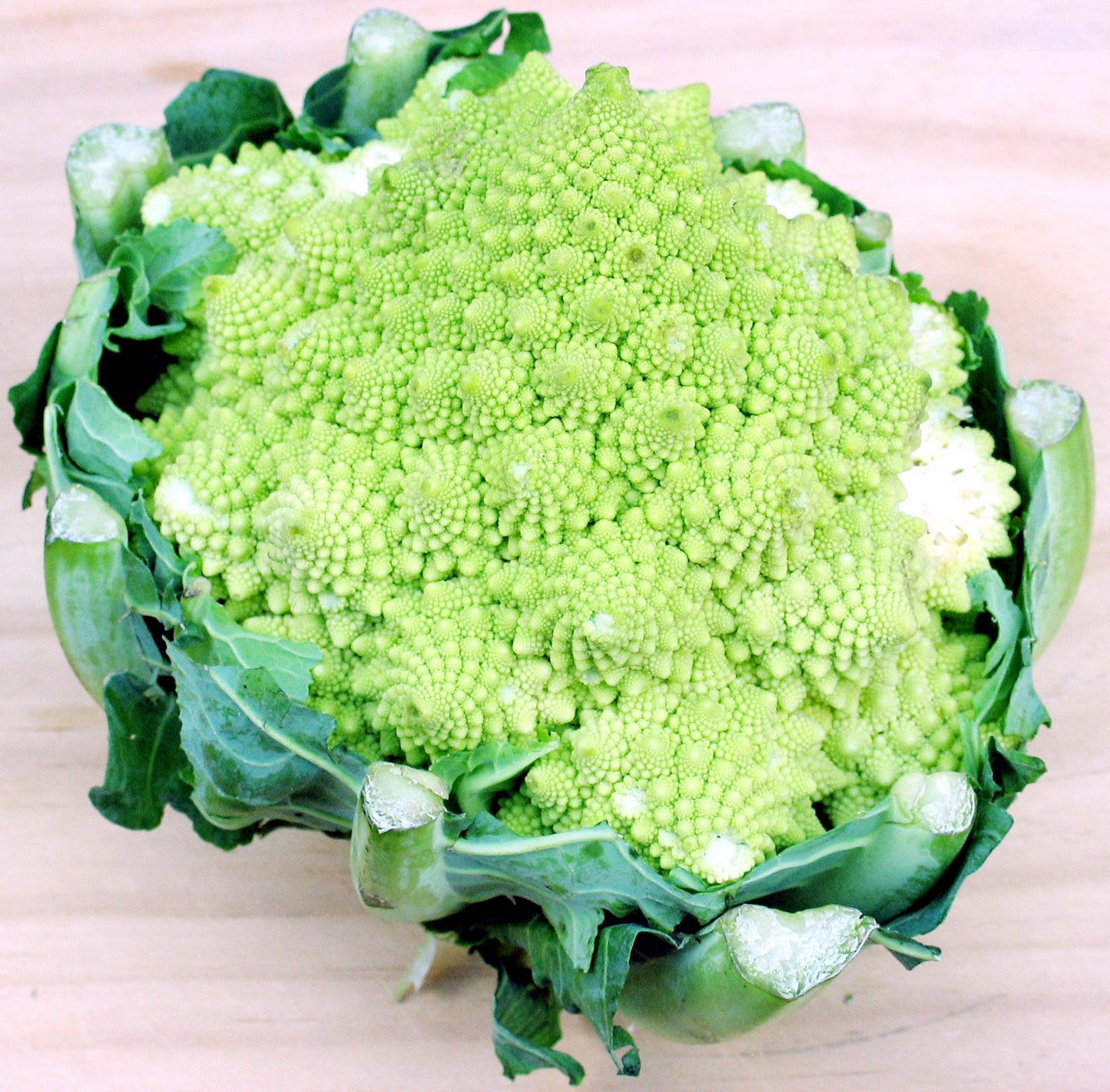 Broccoli Waltham 29 Broccoli (Brassica oleracea ssp. var italica var. Waltham 29)