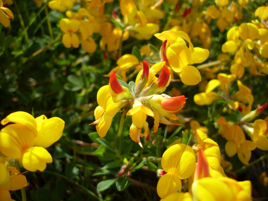 Deervetch Birdsfoot Trefoil (Lotus corniculatus)