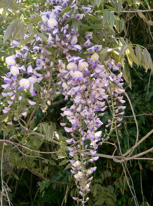 Japanese Wisteria (Wisteria floribunda)