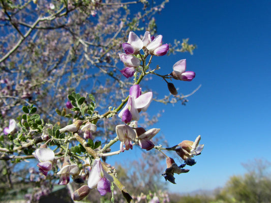Desert Ironwood Palo Fierro (Olneya tesota)
