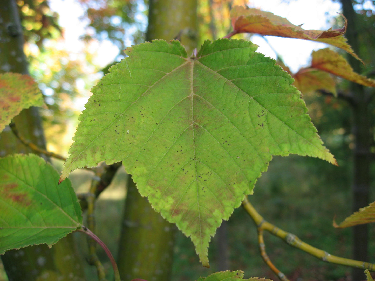 Honsh_ Snake Bark Maple (Acer rufinerve)