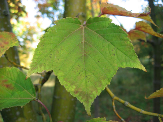 Honshū Snake Bark Maple (Acer rufinerve)