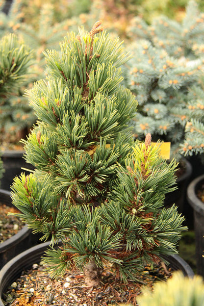 Limber Rocky Mountain Pine (Pinus flexilis)