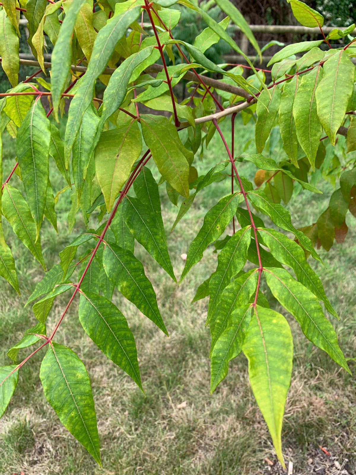 Chinese Sumac Potanin Sumac (Rhus potaninii dried berries)