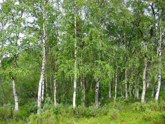 European Weeping Birch White Silver (Betula pendula clean seed)