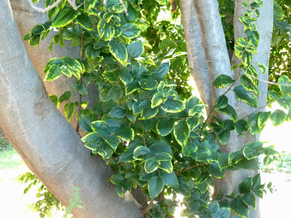African Hackberry Stinkwood (Celtis africana)