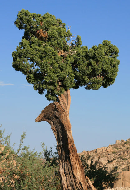 California Juniper (Juniperus californica)