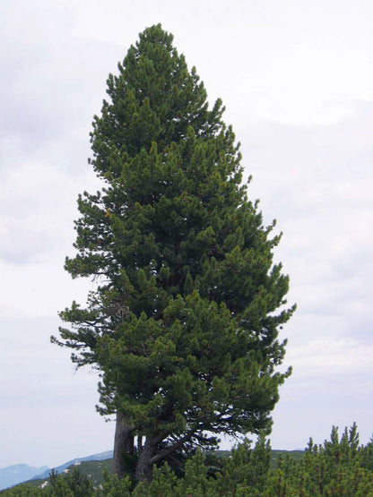 Arolla Swiss Stone Pine (Pinus cembra)