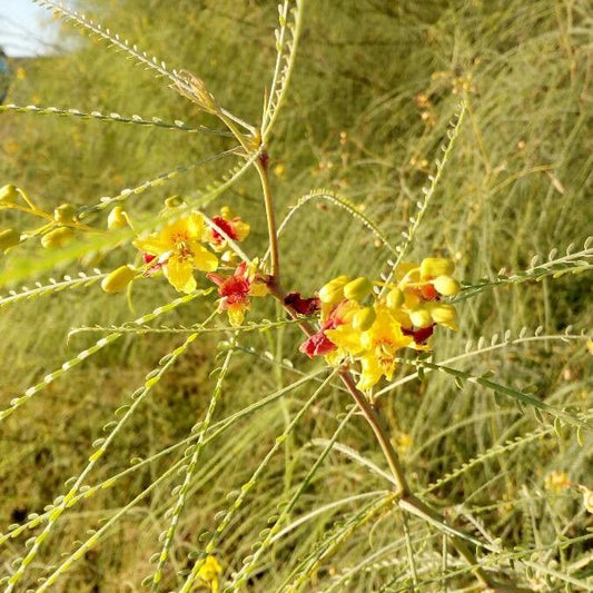 Jellybean Jerusalem Mexican Verde Parkinsonia (Parkinsonia aculeata)
