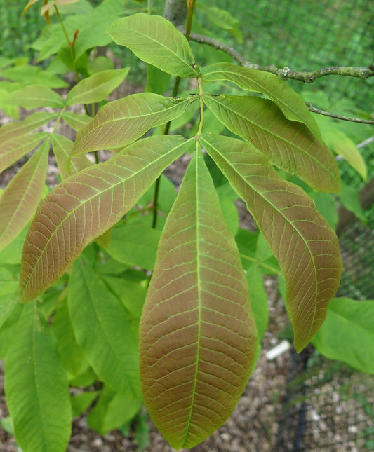 Chinese Hickory (Carya cathayensis)