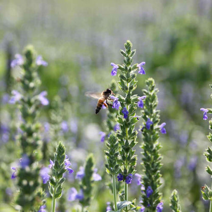 Chia (Salvia hispanica)