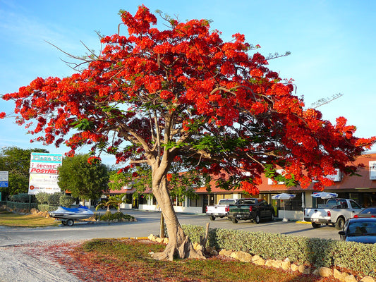 Flamboyant, Flame Tree, Royal Poinciana (Delonix regia)