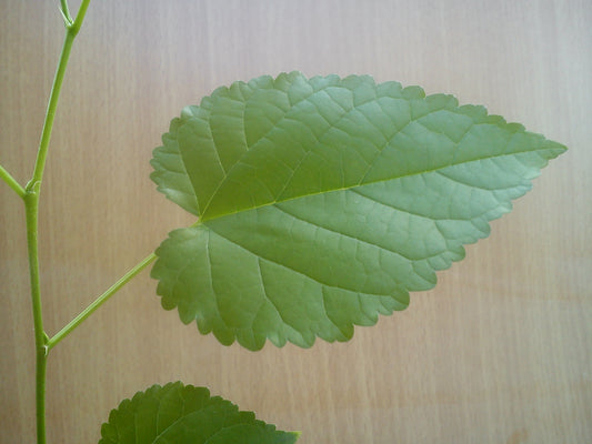 Black Mulberry (Morus nigra)