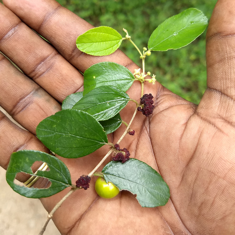 Indian Jujube (Ziziphus mauritiana)