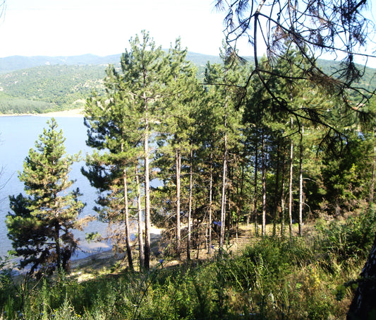 Turkish Black Pine (Pinus nigra ssp. nigra var. caramanica Turkey)